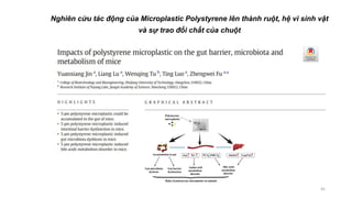 45
Nghiên cứu tác động của Microplastic Polystyrene lên thành ruột, hệ vi sinh vật
và sự trao đổi chất của chuột
 