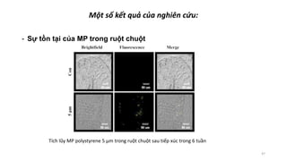 Một số kết quả của nghiên cứu:
- Sự tồn tại của MP trong ruột chuột
47
Tích lũy MP polystyrene 5 μm trong ruột chuột sau tiếp xúc trong 6 tuần
 