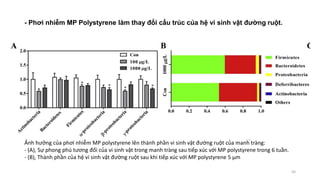 - Phơi nhiễm MP Polystyrene làm thay đổi cấu trúc của hệ vi sinh vật đường ruột.
50
Ảnh hưởng của phơi nhiễm MP polystyrene lên thành phần vi sinh vật đường ruột của manh tràng:
- (A), Sự phong phú tương đối của vi sinh vật trong manh tràng sau tiếp xúc với MP polystyrene trong 6 tuần.
- (B), Thành phần của hệ vi sinh vật đường ruột sau khi tiếp xúc với MP polystyrene 5 μm
 
