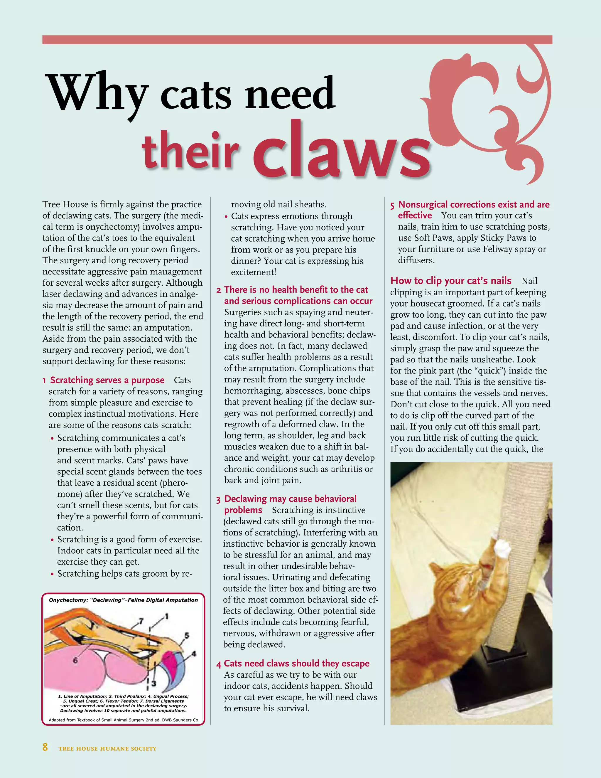 Tree House is firmly against the practice
of declawing cats. The surgery (the medi-
cal term is onychectomy) involves ampu-
tation of the cat’s toes to the equivalent
of the first knuckle on your own fingers.
The surgery and long recovery period
necessitate aggressive pain management
for several weeks after surgery. Although
laser declawing and advances in analge-
sia may decrease the amount of pain and
the length of the recovery period, the end
result is still the same: an amputation.
Aside from the pain associated with the
surgery and recovery period, we don’t
support declawing for these reasons:
1 	Scratching serves a purpose Cats
scratch for a variety of reasons, ranging
from simple pleasure and exercise to
complex instinctual motivations. Here
are some of the reasons cats scratch:
	 •	Scratching communicates a cat’s 	
		 presence with both physical		
		 and scent marks. Cats’ paws have 	
		 special scent glands between the toes 	
		 that leave a residual scent (phero-	
		 mone) after they’ve scratched. We 	
		 can’t smell these scents, but for cats 	
		 they’re a powerful form of communi-	
		 cation.
	 •	Scratching is a good form of exercise. 	
		 Indoor cats in particular need all the
		 exercise they can get.
	 •	Scratching helps cats groom by re-	
		 moving old nail sheaths.
	 •	Cats express emotions through 		
		 scratching. Have you noticed your 	
		 cat scratching when you arrive home 	
		 from work or as you prepare his 	
		 dinner? Your cat is expressing his
		 excitement!
2 	There is no health benefit to the cat
and serious complications can occur
Surgeries such as spaying and neuter-
ing have direct long- and short-term
health and behavioral benefits; declaw-
ing does not. In fact, many declawed
cats suffer health problems as a result
of the amputation. Complications that
may result from the surgery include
hemorrhaging, abscesses, bone chips
that prevent healing (if the declaw sur-
gery was not performed correctly) and
regrowth of a deformed claw. In the
long term, as shoulder, leg and back
muscles weaken due to a shift in bal-
ance and weight, your cat may develop
chronic conditions such as arthritis or
back and joint pain.
3 	Declawing may cause behavioral 	
	problems Scratching is instinctive
(declawed cats still go through the mo-
tions of scratching). Interfering with an
instinctive behavior is generally known
to be stressful for an animal, and may
result in other undesirable behav-
ioral issues. Urinating and defecating
outside the litter box and biting are two
of the most common behavioral side ef-
fects of declawing. Other potential side
effects include cats becoming fearful,
nervous, withdrawn or aggressive after
being declawed.
4 Cats need claws should they escape
As careful as we try to be with our
indoor cats, accidents happen. Should
your cat ever escape, he will need claws
to ensure his survival.
5	Nonsurgical corrections exist and are 	
	 effective You can trim your cat’s 	
	 nails, train him to use scratching posts, 	
	 use Soft Paws, apply Sticky Paws to 	
	 your furniture or use Feliway spray or 	
	 diffusers.
How to clip your cat’s nails Nail
clipping is an important part of keeping
your housecat groomed. If a cat’s nails
grow too long, they can cut into the paw
pad and cause infection, or at the very
least, discomfort. To clip your cat’s nails,
simply grasp the paw and squeeze the
pad so that the nails unsheathe. Look
for the pink part (the “quick”) inside the
base of the nail. This is the sensitive tis-
sue that contains the vessels and nerves.
Don’t cut close to the quick. All you need
to do is clip off the curved part of the
nail. If you only cut off this small part,
you run little risk of cutting the quick.
If you do accidentally cut the quick, the
Onychectomy: “Declawing”–Feline Digital Amputation
1. Line of Amputation; 3. Third Phalanx; 4. Ungual Process;
5. Ungual Crest; 6. Flexor Tendon; 7. Dorsal Ligaments
–are all severed and amputated in the declawing surgery.
Declawing involves 10 separate and painful amputations.
Adapted from Textbook of Small Animal Surgery 2nd ed. DWB Saunders Co
8  tree house humane society
Why cats need
their claws
 