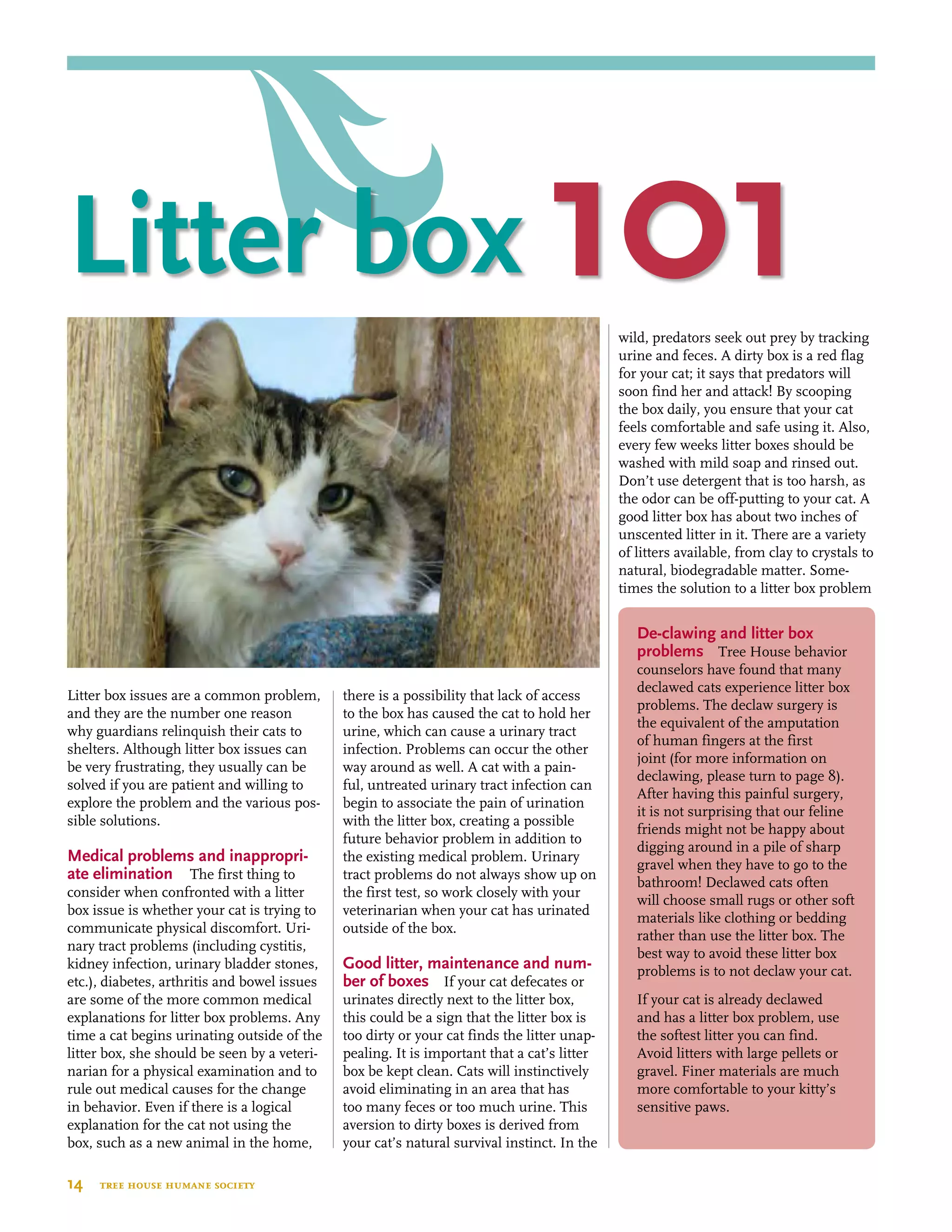 De-clawing and litter box
problems  Tree House behavior
counselors have found that many
declawed cats experience litter box
problems. The declaw surgery is
the equivalent of the amputation
of human fingers at the first
joint (for more information on
declawing, please turn to page 8).
After having this painful surgery,
it is not surprising that our feline
friends might not be happy about
digging around in a pile of sharp
gravel when they have to go to the
bathroom! Declawed cats often
will choose small rugs or other soft
materials like clothing or bedding
rather than use the litter box. The
best way to avoid these litter box
problems is to not declaw your cat.
If your cat is already declawed
and has a litter box problem, use
the softest litter you can find.
Avoid litters with large pellets or
gravel. Finer materials are much
more comfortable to your kitty’s
sensitive paws.
14  tree house humane society
Litter box issues are a common problem,
and they are the number one reason
why guardians relinquish their cats to
shelters. Although litter box issues can
be very frustrating, they usually can be
solved if you are patient and willing to
explore the problem and the various pos-
sible solutions.
Medical problems and inappropri-
ate elimination The first thing to
consider when confronted with a litter
box issue is whether your cat is trying to
communicate physical discomfort. Uri-
nary tract problems (including cystitis,
kidney infection, urinary bladder stones,
etc.), diabetes, arthritis and bowel issues
are some of the more common medical
explanations for litter box problems. Any
time a cat begins urinating outside of the
litter box, she should be seen by a veteri-
narian for a physical examination and to
rule out medical causes for the change
in behavior. Even if there is a logical
explanation for the cat not using the
box, such as a new animal in the home,
there is a possibility that lack of access
to the box has caused the cat to hold her
urine, which can cause a urinary tract
infection. Problems can occur the other
way around as well. A cat with a pain-
ful, untreated urinary tract infection can
begin to associate the pain of urination
with the litter box, creating a possible
future behavior problem in addition to
the existing medical problem. Urinary
tract problems do not always show up on
the first test, so work closely with your
veterinarian when your cat has urinated
outside of the box.
Good litter, maintenance and num-
ber of boxes If your cat defecates or
urinates directly next to the litter box,
this could be a sign that the litter box is
too dirty or your cat finds the litter unap-
pealing. It is important that a cat’s litter
box be kept clean. Cats will instinctively
avoid eliminating in an area that has
too many feces or too much urine. This
aversion to dirty boxes is derived from
your cat’s natural survival instinct. In the
wild, predators seek out prey by tracking
urine and feces. A dirty box is a red flag
for your cat; it says that predators will
soon find her and attack! By scooping
the box daily, you ensure that your cat
feels comfortable and safe using it. Also,
every few weeks litter boxes should be
washed with mild soap and rinsed out.
Don’t use detergent that is too harsh, as
the odor can be off-putting to your cat. A
good litter box has about two inches of
unscented litter in it. There are a variety
of litters available, from clay to crystals to
natural, biodegradable matter. Some-
times the solution to a litter box problem
Litter box 101
 