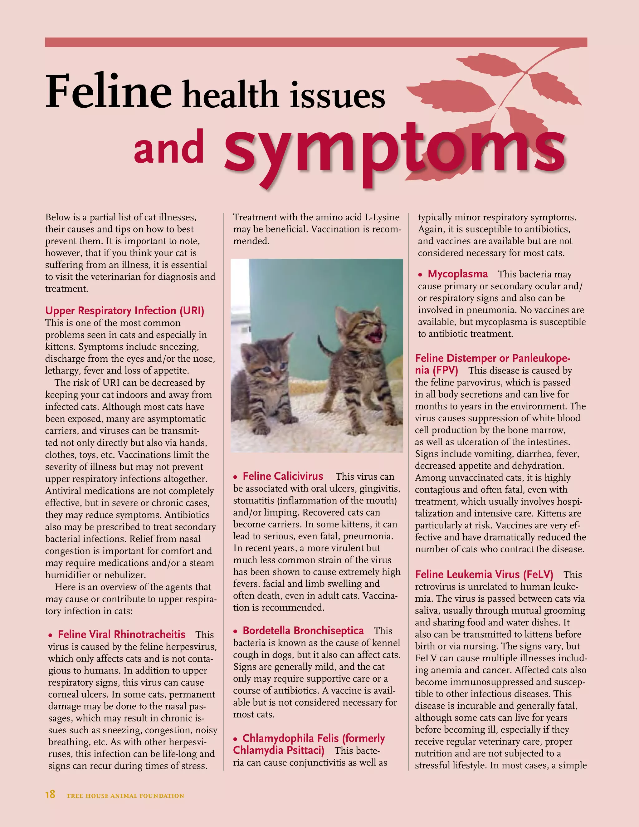 18  tree house animal foundation
Feline health issues
and symptoms
Below is a partial list of cat illnesses,
their causes and tips on how to best
prevent them. It is important to note,
however, that if you think your cat is
suffering from an illness, it is essential
to visit the veterinarian for diagnosis and
treatment.
Upper Respiratory Infection (URI)
This is one of the most common
problems seen in cats and especially in
kittens. Symptoms include sneezing,
discharge from the eyes and/or the nose,
lethargy, fever and loss of appetite.
The risk of URI can be decreased by
keeping your cat indoors and away from
infected cats. Although most cats have
been exposed, many are asymptomatic
carriers, and viruses can be transmit-
ted not only directly but also via hands,
clothes, toys, etc. Vaccinations limit the
severity of illness but may not prevent
upper respiratory infections altogether.
Antiviral medications are not completely
effective, but in severe or chronic cases,
they may reduce symptoms. Antibiotics
also may be prescribed to treat secondary
bacterial infections. Relief from nasal
congestion is important for comfort and
may require medications and/or a steam
humidifier or nebulizer.
Here is an overview of the agents that
may cause or contribute to upper respira-
tory infection in cats:
•	 Feline Viral Rhinotracheitis This
virus is caused by the feline herpesvirus,
which only affects cats and is not conta-
gious to humans. In addition to upper
respiratory signs, this virus can cause
corneal ulcers. In some cats, permanent
damage may be done to the nasal pas-
sages, which may result in chronic is-
sues such as sneezing, congestion, noisy
breathing, etc. As with other herpesvi-
ruses, this infection can be life-long and
signs can recur during times of stress.
Treatment with the amino acid L-Lysine
may be beneficial. Vaccination is recom-
mended.
•	 Feline Calicivirus This virus can
be associated with oral ulcers, gingivitis,
stomatitis (inflammation of the mouth)
and/or limping. Recovered cats can
become carriers. In some kittens, it can
lead to serious, even fatal, pneumonia.
In recent years, a more virulent but
much less common strain of the virus
has been shown to cause extremely high
fevers, facial and limb swelling and
often death, even in adult cats. Vaccina-
tion is recommended.
•	 Bordetella Bronchiseptica This
bacteria is known as the cause of kennel
cough in dogs, but it also can affect cats.
Signs are generally mild, and the cat
only may require supportive care or a
course of antibiotics. A vaccine is avail-
able but is not considered necessary for
most cats.
•	 Chlamydophila Felis (formerly
Chlamydia Psittaci) This bacte-
ria can cause conjunctivitis as well as
typically minor respiratory symptoms.
Again, it is susceptible to antibiotics,
and vaccines are available but are not
considered necessary for most cats.
•	 Mycoplasma This bacteria may
cause primary or secondary ocular and/
or respiratory signs and also can be
involved in pneumonia. No vaccines are
available, but mycoplasma is susceptible
to antibiotic treatment.
Feline Distemper or Panleukope-
nia (FPV) This disease is caused by
the feline parvovirus, which is passed
in all body secretions and can live for
months to years in the environment. The
virus causes suppression of white blood
cell production by the bone marrow,
as well as ulceration of the intestines.
Signs include vomiting, diarrhea, fever,
decreased appetite and dehydration.
Among unvaccinated cats, it is highly
contagious and often fatal, even with
treatment, which usually involves hospi-
talization and intensive care. Kittens are
particularly at risk. Vaccines are very ef-
fective and have dramatically reduced the
number of cats who contract the disease.
Feline Leukemia Virus (FeLV) This
retrovirus is unrelated to human leuke-
mia. The virus is passed between cats via
saliva, usually through mutual grooming
and sharing food and water dishes. It
also can be transmitted to kittens before
birth or via nursing. The signs vary, but
FeLV can cause multiple illnesses includ-
ing anemia and cancer. Affected cats also
become immunosuppressed and suscep-
tible to other infectious diseases. This
disease is incurable and generally fatal,
although some cats can live for years
before becoming ill, especially if they
receive regular veterinary care, proper
nutrition and are not subjected to a
stressful lifestyle. In most cases, a simple
 