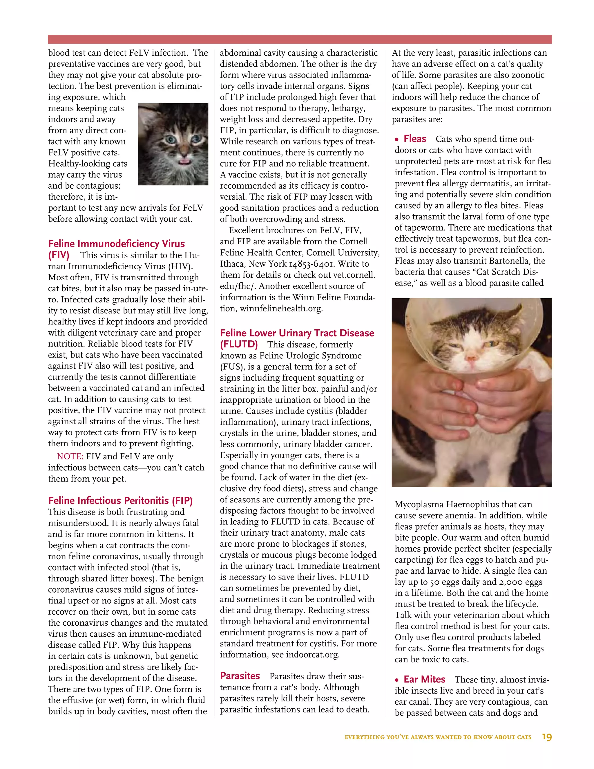 everything you’ve always wanted to know about cats  19
blood test can detect FeLV infection. The
preventative vaccines are very good, but
they may not give your cat absolute pro-
tection. The best prevention is eliminat-
ing exposure, which
means keeping cats
indoors and away
from any direct con-
tact with any known
FeLV positive cats.
Healthy-looking cats
may carry the virus
and be contagious;
therefore, it is im-
portant to test any new arrivals for FeLV
before allowing contact with your cat.
Feline Immunodeficiency Virus
(FIV) This virus is similar to the Hu-
man Immunodeficiency Virus (HIV).
Most often, FIV is transmitted through
cat bites, but it also may be passed in-ute-
ro. Infected cats gradually lose their abil-
ity to resist disease but may still live long,
healthy lives if kept indoors and provided
with diligent veterinary care and proper
nutrition. Reliable blood tests for FIV
exist, but cats who have been vaccinated
against FIV also will test positive, and
currently the tests cannot differentiate
between a vaccinated cat and an infected
cat. In addition to causing cats to test
positive, the FIV vaccine may not protect
against all strains of the virus. The best
way to protect cats from FIV is to keep
them indoors and to prevent fighting.
NOTE: FIV and FeLV are only 		
infectious between cats—you can’t catch
them from your pet.
Feline Infectious Peritonitis (FIP)
This disease is both frustrating and
misunderstood. It is nearly always fatal
and is far more common in kittens. It
begins when a cat contracts the com-
mon feline coronavirus, usually through
contact with infected stool (that is,
through shared litter boxes). The benign
coronavirus causes mild signs of intes-
tinal upset or no signs at all. Most cats
recover on their own, but in some cats
the coronavirus changes and the mutated
virus then causes an immune-mediated
disease called FIP. Why this happens
in certain cats is unknown, but genetic
predisposition and stress are likely fac-
tors in the development of the disease.
There are two types of FIP. One form is
the effusive (or wet) form, in which fluid
builds up in body cavities, most often the
abdominal cavity causing a characteristic
distended abdomen. The other is the dry
form where virus associated inflamma-
tory cells invade internal organs. Signs
of FIP include prolonged high fever that
does not respond to therapy, lethargy,
weight loss and decreased appetite. Dry
FIP, in particular, is difficult to diagnose.
While research on various types of treat-
ment continues, there is currently no
cure for FIP and no reliable treatment.
A vaccine exists, but it is not generally
recommended as its efficacy is contro-
versial. The risk of FIP may lessen with
good sanitation practices and a reduction
of both overcrowding and stress.
Excellent brochures on FeLV, FIV,
and FIP are available from the Cornell
Feline Health Center, Cornell University,
Ithaca, New York 14853-6401. Write to
them for details or check out vet.cornell.
edu/fhc/. Another excellent source of
information is the Winn Feline Founda-
tion, winnfelinehealth.org.
Feline Lower Urinary Tract Disease
(FLUTD) This disease, formerly
known as Feline Urologic Syndrome
(FUS), is a general term for a set of
signs including frequent squatting or
straining in the litter box, painful and/or
inappropriate urination or blood in the
urine. Causes include cystitis (bladder
inflammation), urinary tract infections,
crystals in the urine, bladder stones, and
less commonly, urinary bladder cancer.
Especially in younger cats, there is a
good chance that no definitive cause will
be found. Lack of water in the diet (ex-
clusive dry food diets), stress and change
of seasons are currently among the pre-
disposing factors thought to be involved
in leading to FLUTD in cats. Because of
their urinary tract anatomy, male cats
are more prone to blockages if stones,
crystals or mucous plugs become lodged
in the urinary tract. Immediate treatment
is necessary to save their lives. FLUTD
can sometimes be prevented by diet,
and sometimes it can be controlled with
diet and drug therapy. Reducing stress
through behavioral and environmental
enrichment programs is now a part of
standard treatment for cystitis. For more
information, see indoorcat.org.
Parasites Parasites draw their sus-
tenance from a cat’s body. Although
parasites rarely kill their hosts, severe
parasitic infestations can lead to death.
At the very least, parasitic infections can
have an adverse effect on a cat’s quality
of life. Some parasites are also zoonotic
(can affect people). Keeping your cat
indoors will help reduce the chance of
exposure to parasites. The most common
parasites are:
•	 Fleas Cats who spend time out-
doors or cats who have contact with
unprotected pets are most at risk for flea
infestation. Flea control is important to
prevent flea allergy dermatitis, an irritat-
ing and potentially severe skin condition
caused by an allergy to flea bites. Fleas
also transmit the larval form of one type
of tapeworm. There are medications that
effectively treat tapeworms, but flea con-
trol is necessary to prevent reinfection.
Fleas may also transmit Bartonella, the
bacteria that causes “Cat Scratch Dis-
ease,” as well as a blood parasite called
Mycoplasma Haemophilus that can
cause severe anemia. In addition, while
fleas prefer animals as hosts, they may
bite people. Our warm and often humid
homes provide perfect shelter (especially
carpeting) for flea eggs to hatch and pu-
pae and larvae to hide. A single flea can
lay up to 50 eggs daily and 2,000 eggs
in a lifetime. Both the cat and the home
must be treated to break the lifecycle.
Talk with your veterinarian about which
flea control method is best for your cats.
Only use flea control products labeled
for cats. Some flea treatments for dogs
can be toxic to cats.
•	 Ear Mites These tiny, almost invis-
ible insects live and breed in your cat’s
ear canal. They are very contagious, can
be passed between cats and dogs and
 