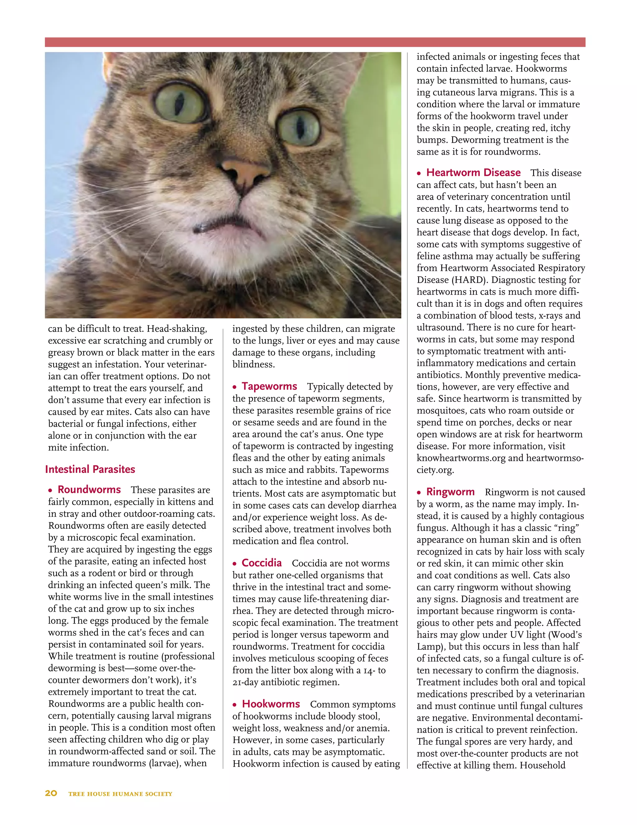 20  tree house humane society
can be difficult to treat. Head-shaking,
excessive ear scratching and crumbly or
greasy brown or black matter in the ears
suggest an infestation. Your veterinar-
ian can offer treatment options. Do not
attempt to treat the ears yourself, and
don’t assume that every ear infection is
caused by ear mites. Cats also can have
bacterial or fungal infections, either
alone or in conjunction with the ear
mite infection.
Intestinal Parasites
•	 Roundworms These parasites are
fairly common, especially in kittens and
in stray and other outdoor-roaming cats.
Roundworms often are easily detected
by a microscopic fecal examination.
They are acquired by ingesting the eggs
of the parasite, eating an infected host
such as a rodent or bird or through
drinking an infected queen’s milk. The
white worms live in the small intestines
of the cat and grow up to six inches
long. The eggs produced by the female
worms shed in the cat’s feces and can
persist in contaminated soil for years.
While treatment is routine (professional
deworming is best—some over-the-
counter dewormers don’t work), it’s
extremely important to treat the cat.
Roundworms are a public health con-
cern, potentially causing larval migrans
in people. This is a condition most often
seen affecting children who dig or play
in roundworm-affected sand or soil. The
immature roundworms (larvae), when
ingested by these children, can migrate
to the lungs, liver or eyes and may cause
damage to these organs, including
blindness.
•	 Tapeworms Typically detected by
the presence of tapeworm segments,
these parasites resemble grains of rice
or sesame seeds and are found in the
area around the cat’s anus. One type
of tapeworm is contracted by ingesting
fleas and the other by eating animals
such as mice and rabbits. Tapeworms
attach to the intestine and absorb nu-
trients. Most cats are asymptomatic but
in some cases cats can develop diarrhea
and/or experience weight loss. As de-
scribed above, treatment involves both
medication and flea control.
•	 Coccidia Coccidia are not worms
but rather one-celled organisms that
thrive in the intestinal tract and some-
times may cause life-threatening diar-
rhea. They are detected through micro-
scopic fecal examination. The treatment
period is longer versus tapeworm and
roundworms. Treatment for coccidia
involves meticulous scooping of feces
from the litter box along with a 14- to
21-day antibiotic regimen.
•	 Hookworms Common symptoms
of hookworms include bloody stool,
weight loss, weakness and/or anemia.
However, in some cases, particularly
in adults, cats may be asymptomatic.
Hookworm infection is caused by eating
infected animals or ingesting feces that
contain infected larvae. Hookworms
may be transmitted to humans, caus-
ing cutaneous larva migrans. This is a
condition where the larval or immature
forms of the hookworm travel under
the skin in people, creating red, itchy
bumps. Deworming treatment is the
same as it is for roundworms.
•	 Heartworm Disease This disease
can affect cats, but hasn’t been an
area of veterinary concentration until
recently. In cats, heartworms tend to
cause lung disease as opposed to the
heart disease that dogs develop. In fact,
some cats with symptoms suggestive of
feline asthma may actually be suffering
from Heartworm Associated Respiratory
Disease (HARD). Diagnostic testing for
heartworms in cats is much more diffi-
cult than it is in dogs and often requires
a combination of blood tests, x-rays and
ultrasound. There is no cure for heart-
worms in cats, but some may respond
to symptomatic treatment with anti-
inflammatory medications and certain
antibiotics. Monthly preventive medica-
tions, however, are very effective and
safe. Since heartworm is transmitted by
mosquitoes, cats who roam outside or
spend time on porches, decks or near
open windows are at risk for heartworm
disease. For more information, visit
knowheartworms.org and heartwormso-
ciety.org.
•	 Ringworm Ringworm is not caused
by a worm, as the name may imply. In-
stead, it is caused by a highly contagious
fungus. Although it has a classic “ring”
appearance on human skin and is often
recognized in cats by hair loss with scaly
or red skin, it can mimic other skin
and coat conditions as well. Cats also
can carry ringworm without showing
any signs. Diagnosis and treatment are
important because ringworm is conta-
gious to other pets and people. Affected
hairs may glow under UV light (Wood’s
Lamp), but this occurs in less than half
of infected cats, so a fungal culture is of-
ten necessary to confirm the diagnosis.
Treatment includes both oral and topical
medications prescribed by a veterinarian
and must continue until fungal cultures
are negative. Environmental decontami-
nation is critical to prevent reinfection.
The fungal spores are very hardy, and
most over-the-counter products are not
effective at killing them. Household
 