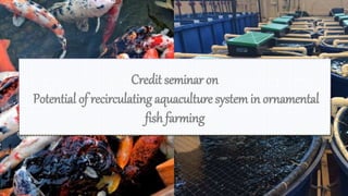 Credit seminar on
Potential of recirculating aquaculture systemin ornamental
fish farming
 