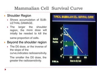 Mammalian Cell Survival Curve
 Shoulder Region
 Shows accumulation of SUB-
LETHAL DAMAGE.
 The larger the
more
shoulder
dose willregion, the
initally be needed to kill the
same proportion of cells.
 Beyond the shoulder region
 The D0 dose, or the inverse of
the slope of the
curve,indicates radiosensitivity.
The smaller the D0 dose, the
greater the radiosensitivity.
 