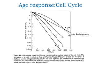Age response:Cell Cycle
Late S—least sens.
 