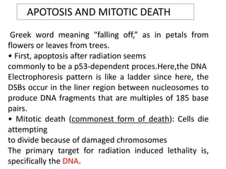 Greek word meaning “falling off,” as in petals from
flowers or leaves from trees.
• First, apoptosis after radiation seems
commonly to be a p53-dependent proces.Here,the DNA
Electrophoresis pattern is like a ladder since here, the
DSBs occur in the liner region between nucleosomes to
produce DNA fragments that are multiples of 185 base
pairs.
• Mitotic death (commonest form of death): Cells die
attempting
to divide because of damaged chromosomes
The primary target for radiation induced lethality is,
specifically the DNA.
APOTOSIS AND MITOTIC DEATH
 