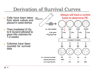 Derivation of Survival Curves
Always will have a control
batch to determine PE.Cells have been taken
from stock culture and
placed in seed dishes

Then irradiated (0 Gy
to 6 Gy)and allowed to
grow into colonies for
1-2 weeks

Colonies have been
counted for survival
data

8
 
