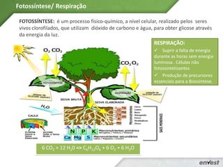 Fotossíntese | PPT