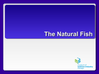 The Natural FishThe Natural Fish
 