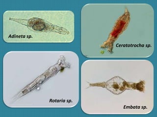 Adineta sp.
Ceratotrocha sp.
Embata sp.
Rotaria sp.
 
