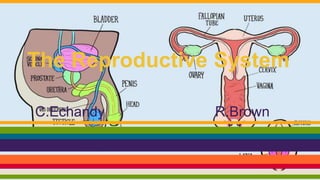 The Reproductive System
C.Echandy R.Brown
 