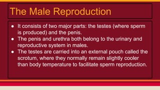 The Male Reproduction
● It consists of two major parts: the testes (where sperm
is produced) and the penis.
● The penis and urethra both belong to the urinary and
reproductive system in males.
● The testes are carried into an external pouch called the
scrotum, where they normally remain slightly cooler
than body temperature to facilitate sperm reproduction.