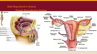 Male Reproductive System
Female Reproductive System