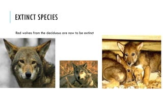 EXTINCT SPECIES
Red wolves from the deciduous are now to be extinct
 
