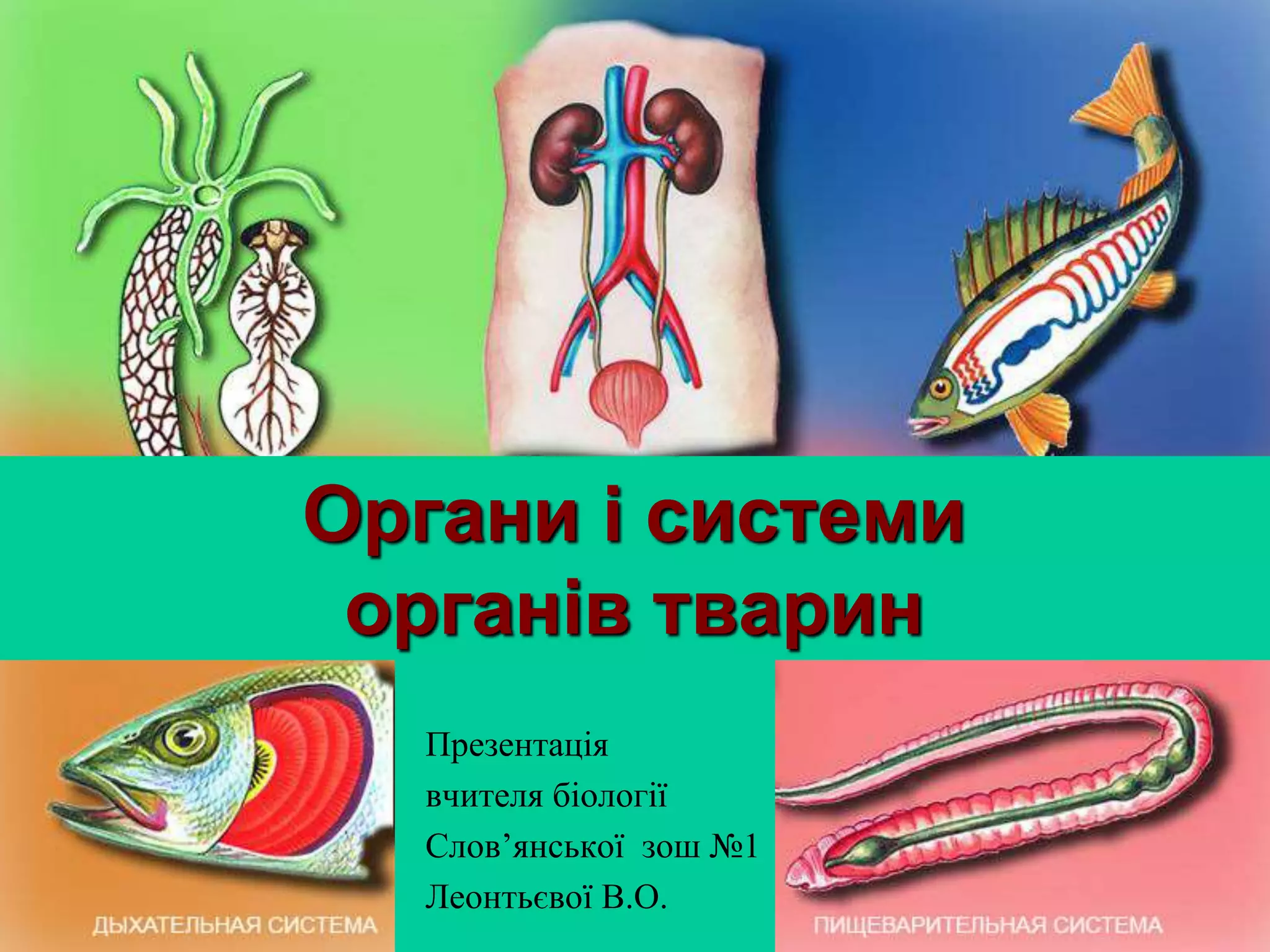 Органи і системи органів тварин | PPT