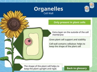 za-nst-1649710426-cells-as-the-basic-units-of-life_ver_1.pptx