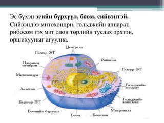 Эс бүхэн эсийн бүрхүүл, бөөм, сийвэнтэй.
Сийвэндээ митохондри, гольджийн аппарат,
рибосом гэх мэт олон төрлийн туслах эрхтэн,
оршихууныг агуулна.

 