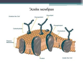 Эсийн мембран

 