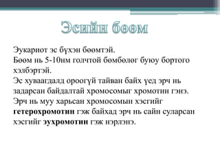 Эукариот эс бүхэн бөөмтэй.
Бөөм нь 5-10нм голчтой бөмбөлөг буюу бортого
хэлбэртэй.
Эс хуваагдалд ороогүй тайван байх үед эрч нь
задарсан байдалтай хромосомыг хромотин гэнэ.
Эрч нь муу харьсан хромосомын хэсгийг
гетерохромотин гэж байхад эрч нь сайн суларсан
хэсгийг эухромотин гэж нэрлэнэ.

 