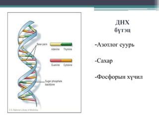 ДНХ
бүтэц
-Азотлог суурь
-Сахар
-Фосфорын хүчил

 