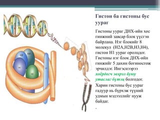 Гистон ба гистоны бус
уураг
Гистоны уураг ДНХ-ийн хос
гинжний завсар блок үүсгэн
байрлана. Нэг блокийг 8
молекул (H2A,H2B,H3,H4),
гистон H1 уураг оролцдог.
Гистоны нэг блок ДНХ-ийн
гинжийг 5 дахин богиносгож
эрчилдэг. Ингэснээрээ
хоёрдогч эвхрэл буюу
утаслаг бүтэц болгодог.
Харин гистоны бус уураг
гадуур нь бүрхэж түүний
удмын мэдээллийг нууж
байдаг.
.

 
