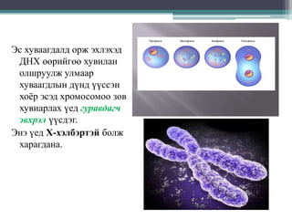 Эс хуваагдалд орж эхлэхэд
ДНХ өөрийгөө хувилан
олшруулж улмаар
хуваагдлын дүнд үүссэн
хоѐр эсэд хромосомоо зөв
хувиарлах үед гуравдагч
эвхрэл үүсдэг.
Энэ үед Х-хэлбэртэй болж
харагдана.

 