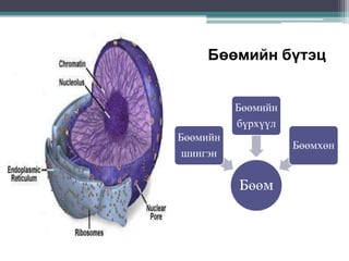 Бөөмийн бүтэц
Бөөмийн
бүрхүүл

Бөөмийн
шингэн

Бөөмхөн

Бөөм

 