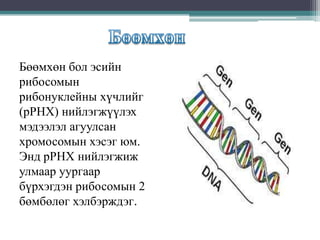 Бөөмхөн бол эсийн
рибосомын
рибонуклейны хүчлийг
(pPHX) нийлэгжүүлэх
мэдээлэл агуулсан
хромосомын хэсэг юм.
Энд рРНХ нийлэгжиж
улмаар уургаар
бүрхэгдэн рибосомын 2
бөмбөлөг хэлбэрждэг.

 