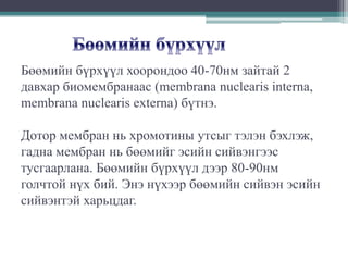Бөөмийн бүрхүүл хоорондоо 40-70нм зайтай 2
давхар биомембранаас (membrana nuclearis interna,
membrana nuclearis externa) бүтнэ.

Дотор мембран нь хромотины утсыг тэлэн бэхлэж,
гадна мембран нь бөөмийг эсийн сийвэнгээс
тусгаарлана. Бөөмийн бүрхүүл дээр 80-90нм
голчтой нүх бий. Энэ нүхээр бөөмийн сийвэн эсийн
сийвэнтэй харьцдаг.

 