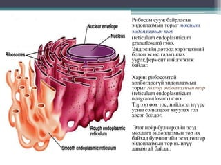 Рибосом сууж байрласан
эндоплазмын торыг мөхлөгт
эндоплазмын тор
(reticulum endoplasmicum
granurlosum) гэнэ.
Энд эсийн дотоод хэрэгцээний
болон эсээс гадагшлах
уураг,фермент нийлэгжиж
байдаг.
Харин рибосомтой
холбогдоогүй эндоплазмын
торыг гөлгөр эндоплазмын тор
(reticulum endoplasmicum
nongranurlosum) гэнэ.
Тэрээр өөх тос, нийлмэл нүүрс
усны солилцоог явуулах гол
хэсэг болдог.
Элэг нойр булчирхайн эсэд
мөхлөгт эндоплазмын тор их
байхад булчингийн эсэд гөлгөр
эндоплазмын тор нь илүү
давамгай байдаг.

 