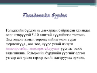 Гольджийн бүрдэл нь давхарлан байрласан ханандаа
олон цэврүүтэй 5-10 хавтгай хүүдийнээс тогтоно.
Энд эндоплазмын торонд нийлэгжсэн уураг
ферментүүд , өөх тос, нүүрс устай нэгдэж
липопротейд, гликопротейдуудыг үүсгэж эсээс
гадагшилна. Гольджийн бүрдлийн үүргийг өргөн
утгаар авч үзвэл тэрээр эсийн ялгаруулах эрхтэн.

 