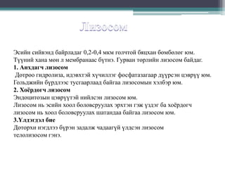 Эсийн сийвэнд байрладаг 0,2-0,4 мкм голчтой бяцхан бөмбөлөг юм.
Түүний хана мөн л мембранаас бүтнэ. Гурван төрлийн лизосом байдаг.
1. Анхдагч лизосом
Дотроо гидролиза, идэвхтэй хүчиллэг фосфатазагаар дүүрсэн цэврүү юм.
Гольджийн бүрдлээс тусгаарлаад байгаа лизосомын хэлбэр юм.
2. Хоёрдогч лизосом
Эндоцитозын цэврүүтэй нийлсэн лизосом юм.
Лизосом нь эсийн хоол боловсруулах эрхтэн гэж үздэг ба хоѐрдогч
лизосом нь хоол боловсруулах шатандаа байгаа лизосом юм.
3.Үлдэгдэл бие
Доторхи нэгдлээ бүрэн задалж чадаагүй үлдсэн лизосом
телолизосом гэнэ.

 