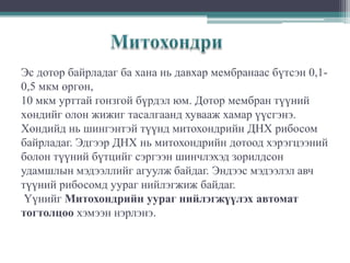 Эс дотор байрладаг ба хана нь давхар мембранаас бүтсэн 0,10,5 мкм өргөн,
10 мкм урттай гонзгой бүрдэл юм. Дотор мембран түүний
хөндийг олон жижиг тасалгаанд хувааж хамар үүсгэнэ.
Хөндийд нь шингэнтэй түүнд митохондрийн ДНХ рибосом
байрладаг. Эдгээр ДНХ нь митохондрийн дотоод хэрэгцээний
болон түүний бүтцийг сэргээн шинчлэхэд зорилдсон
удамшлын мэдээллийг агуулж байдаг. Эндээс мэдээлэл авч
түүний рибосомд уураг нийлэгжиж байдаг.
Үүнийг Митохондрийн уураг нийлэгжүүлэх автомат
тогтолцоо хэмээн нэрлэнэ.

 