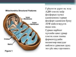 Гүйцэтгэх үүрэг нь эсэд
АДФ хэмээх хоѐр
фосфорын хүчил
аденизоноос гурван
фосфорт аденизон буюу
АТФ нийлэгжүүлэх
явдал юм.
Гурван карбонт
хүчлийн цикл урвар
хэмээх олон тооны
ферментүүдийн
нөлөөгөөр явагддаг
нийлмэл урвалын дүнд
энэ үйл явц хэрэгжинэ.

 
