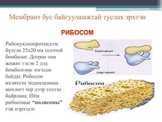 Мембрант бус байгууламжтай туслах эрхтэн

Рибонуклеопротеидээс
бүтсэн 25х20 нм голчтой
бөмбөлөг. Дотроо том
жижиг гэсэн 2 дэд
бөмбөлгөөс тогтсон
байдаг. Рибосом
ихэвчлэн эндоплазмын
мөхлөгт тор дээр зэллэн
байрлана. Ийм
рибосомыг “полисомы”
гэж нэрлэдэг.

 