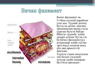 Бичил филамент нь
5-10нм голчтой нарийхан
утас юм. Түүний дотоод
бүтэц нь актин, миозин,
тротомиозин-актин гэсэн
уургаас бүтсэн байдаг.
Иймээс түүнийг эсийн
доторх агшдаг бүтэц гэх
ба бичил филаментүүд
агшиснаар эсийн туслах
эрхтэнүүд хөдөлж амьд
үйл явц өрнөлттэй
явагддаг.
Түүнээс гадна амьсгалын
зам болон гэдэсний
хучуур эдийн намирааг
бүтээхэд оролцдог.

 