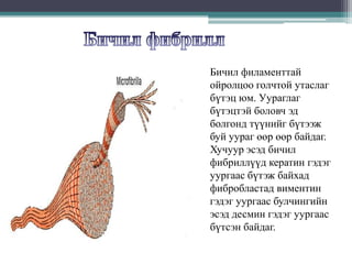 Бичил филаменттай
ойролцоо голчтой утаслаг
бүтэц юм. Уураглаг
бүтэцтэй боловч эд
болгонд түүнийг бүтээж
буй уураг өөр өөр байдаг.
Хучуур эсэд бичил
фибриллүүд кератин гэдэг
уургаас бүтэж байхад
фибробластад виментин
гэдэг уургаас булчингийн
эсэд десмин гэдэг уургаас
бүтсэн байдаг.

 