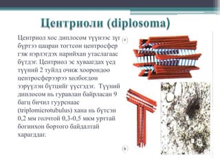 Центриол хос диплосом түүнээс зүг
бүртээ цацран тогтсон центросфер
гэж нэрлэгдэх нарийхан утаслагаас
бүтдэг. Центриол эс хуваагдах үед
түүний 2 туйлд очиж хоорондоо
центросферээрээ холбогдон
ээрүүлэн бүтцийг үүсгэдэг. Түүний
диплосом нь гуравлан байрласан 9
багц бичил гуурснаас
(triplomicrotubulus) хана нь бүтсэн
0,2 мм голчтой 0,3-0,5 мкм урттай
богинхон бортого байдалтай
харагддаг.

 