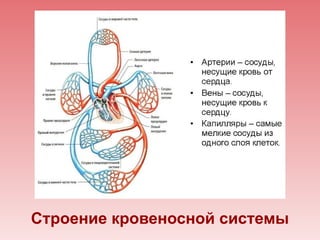 Строение кровеносной системы
 