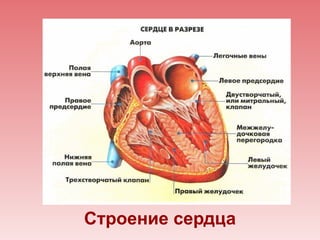Строение сердца
 