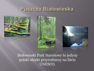 Białowieski Park Narodowy to jedyny
polski obiekt przyrodniczy na liście
UNESCO.
 