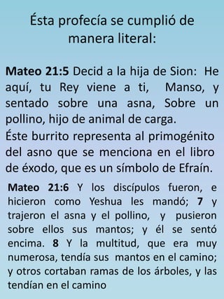 Ésta profecía se cumplió de 
manera literal: 
Mateo 21:5 Decid a la hija de Sion: He 
aquí, tu Rey viene a ti, Manso, y 
sentado sobre una asna, Sobre un 
pollino, hijo de animal de carga. 
Éste burrito representa al primogénito 
del asno que se menciona en el libro 
de éxodo, que es un símbolo de Efraín. 
Mateo 21:6 Y los discípulos fueron, e 
hicieron como Yeshua les mandó; 7 y 
trajeron el asna y el pollino, y pusieron 
sobre ellos sus mantos; y él se sentó 
encima. 8 Y la multitud, que era muy 
numerosa, tendía sus mantos en el camino; 
y otros cortaban ramas de los árboles, y las 
tendían en el camino 
 