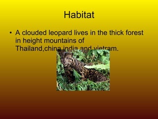 Habitat A clouded leopard lives in the thick forest in height mountains of Thailand,china,india and vietram. 