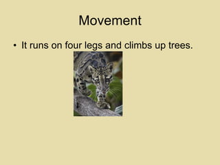 Movement It runs on four legs and climbs up trees. 