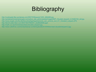 Zac b clouded leopard | PPT