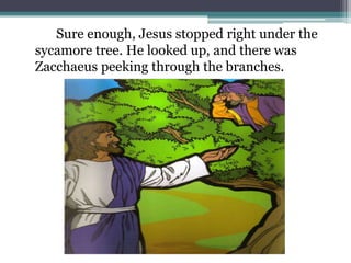 		Sure enough, Jesus stopped right under the sycamore tree. He looked up, and there was Zacchaeus peeking through the branches.