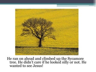 He ran on ahead and climbed up the Sycamore tree. He didn’t care if he looked silly or not. He wanted to see Jesus!
