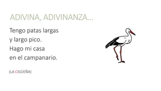 ADIVINA, ADIVINANZA…
Tengo patas largas
y largo pico.
Hago mi casa
en el campanario.
(LA CIGÜEÑA)
 
